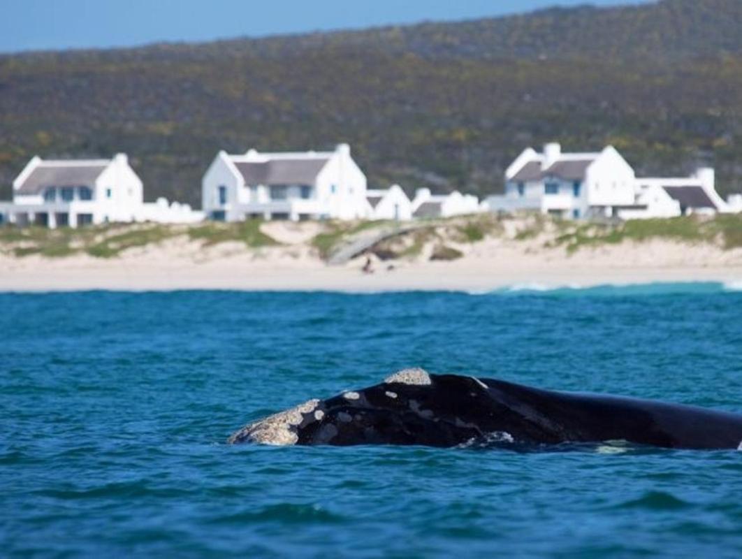 Zuidste Huisie Fisherman'S Cottage Struisbaai Esterno foto